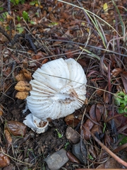 Amanita constricta