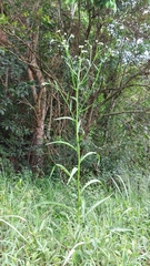 Leptostelma maximum