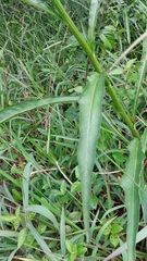 Leptostelma maximum