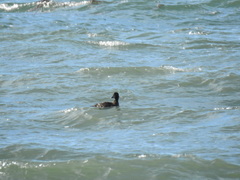 Melanitta perspicillata