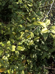 Elaeagnus pungens