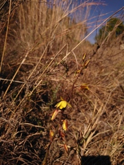 Eulophia hians inaequalis