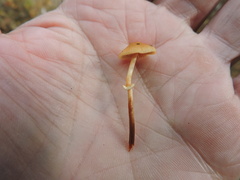 Conocybe filaris