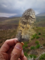 Bubo virginianus magellanicus