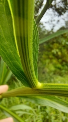Leptostelma maximum