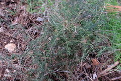 Asparagus