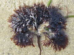 Chondrus crispus
