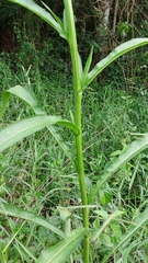 Leptostelma maximum
