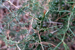 Asparagus