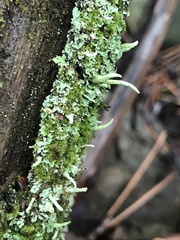 Cladonia coniocraea