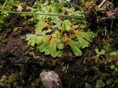 Riccia gougetiana