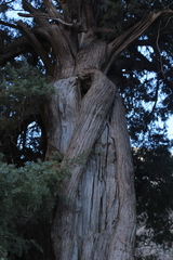 Juniperus oxycedrus