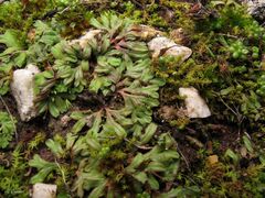 Riccia gougetiana