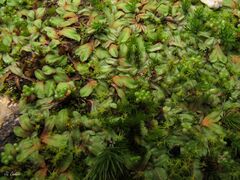 Riccia gougetiana