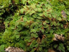 Riccia gougetiana