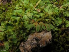Riccia gougetiana