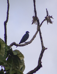Gymnoderus foetidus