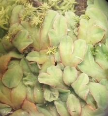 Riccia gougetiana