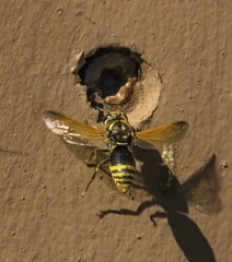 Pachodynerus nasidens