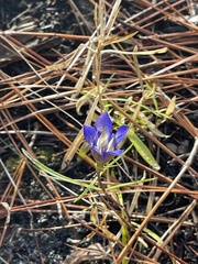 Gentiana autumnalis