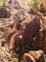 Eulophia hians hians