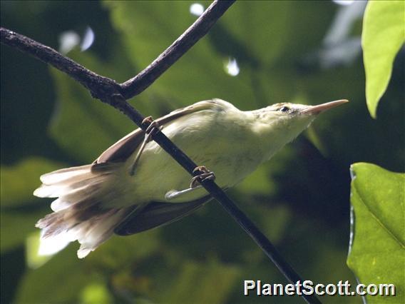 Tahiti Reed Warbler illustration