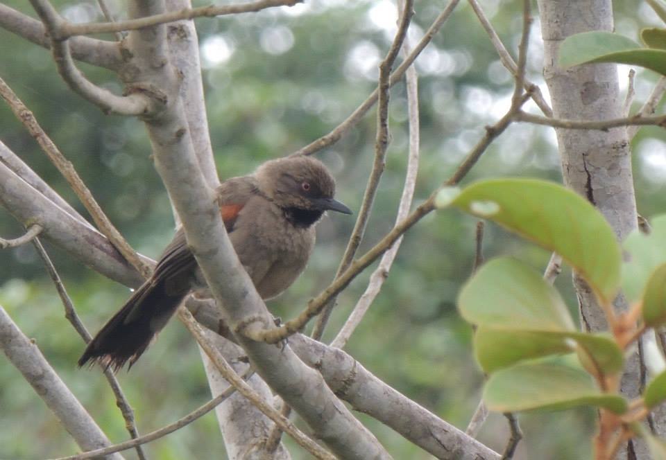 Red-shouldered Spinetail (Synallaxis hellmayri) photo