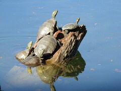 Trachemys hartwegi