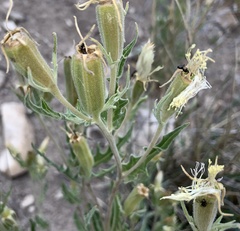 Mentzelia rusbyi
