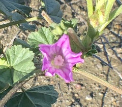 Malva multiflora