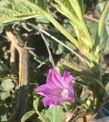 Malva multiflora