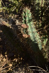Cereus aethiops