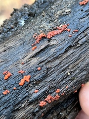 Tulasnella aurantiaca