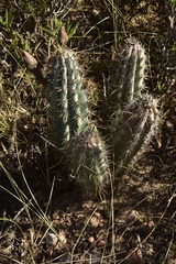Cereus aethiops