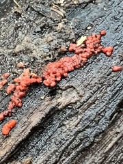 Tulasnella aurantiaca