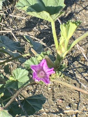 Malva multiflora