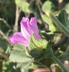 Malva multiflora