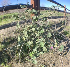 Malva multiflora