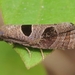 Triangle-backed Pelochrista Moth - Photo (c) Paul Bedell, some rights reserved (CC BY-NC-SA)
