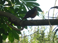 Turdus rufiventris