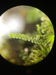 Frullania californica