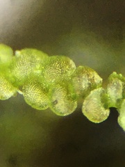 Frullania californica