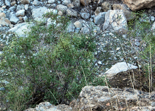 Daphne mucronata