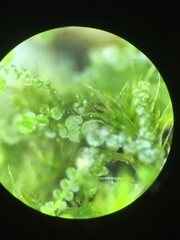 Frullania californica