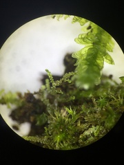 Frullania californica