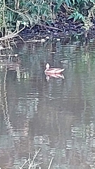 Anas bahamensis