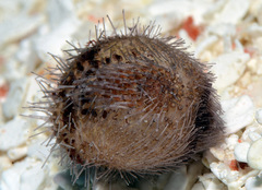 Spatangoida