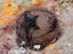 Spatangoida