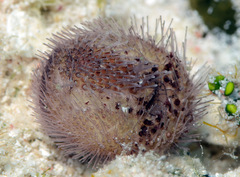 Spatangoida