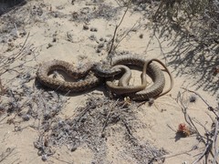Masticophis fuliginosus